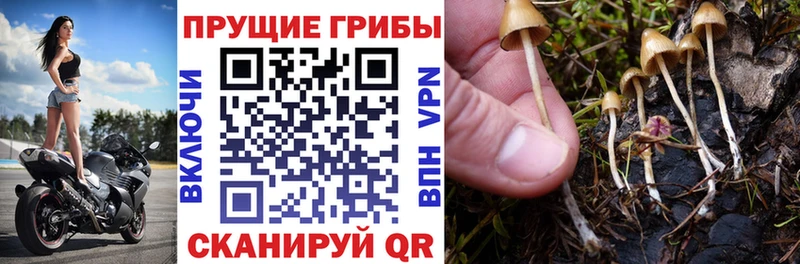 hydra ONION  Гаджиево  Галлюциногенные грибы мицелий 